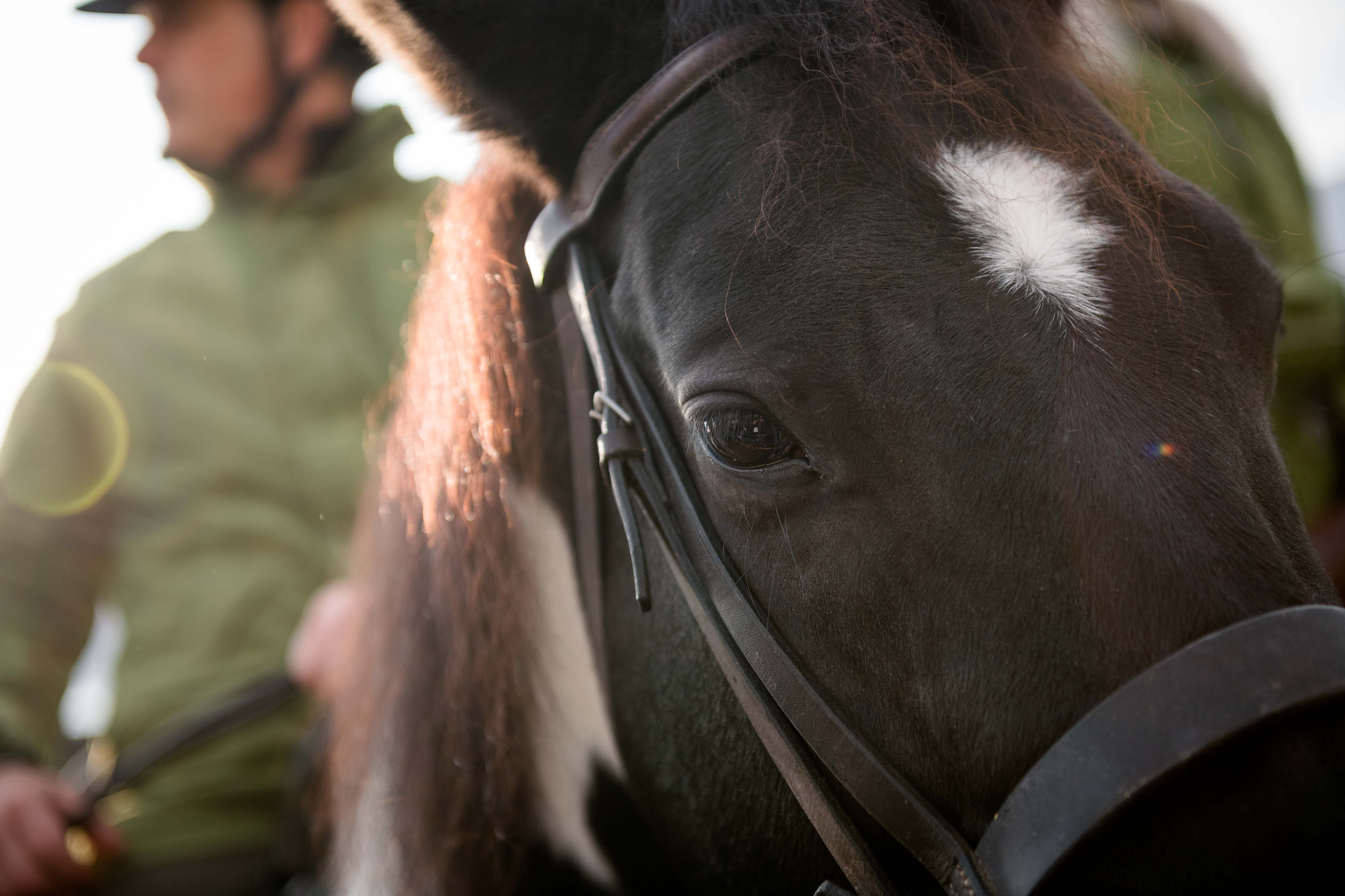 Years Old And It Doesn T Show Fieracavalli Brings Equestrian